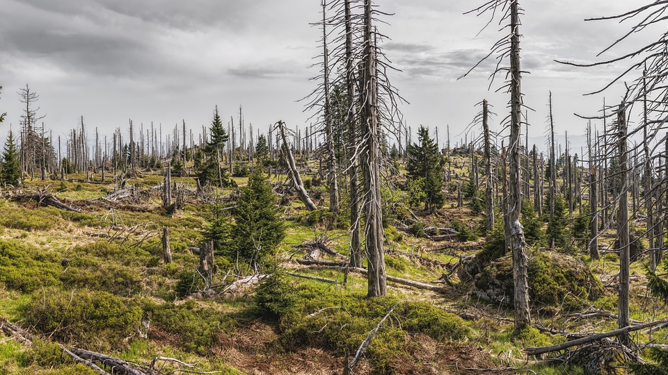 Deforestation: The Devastating Effects on our Environment